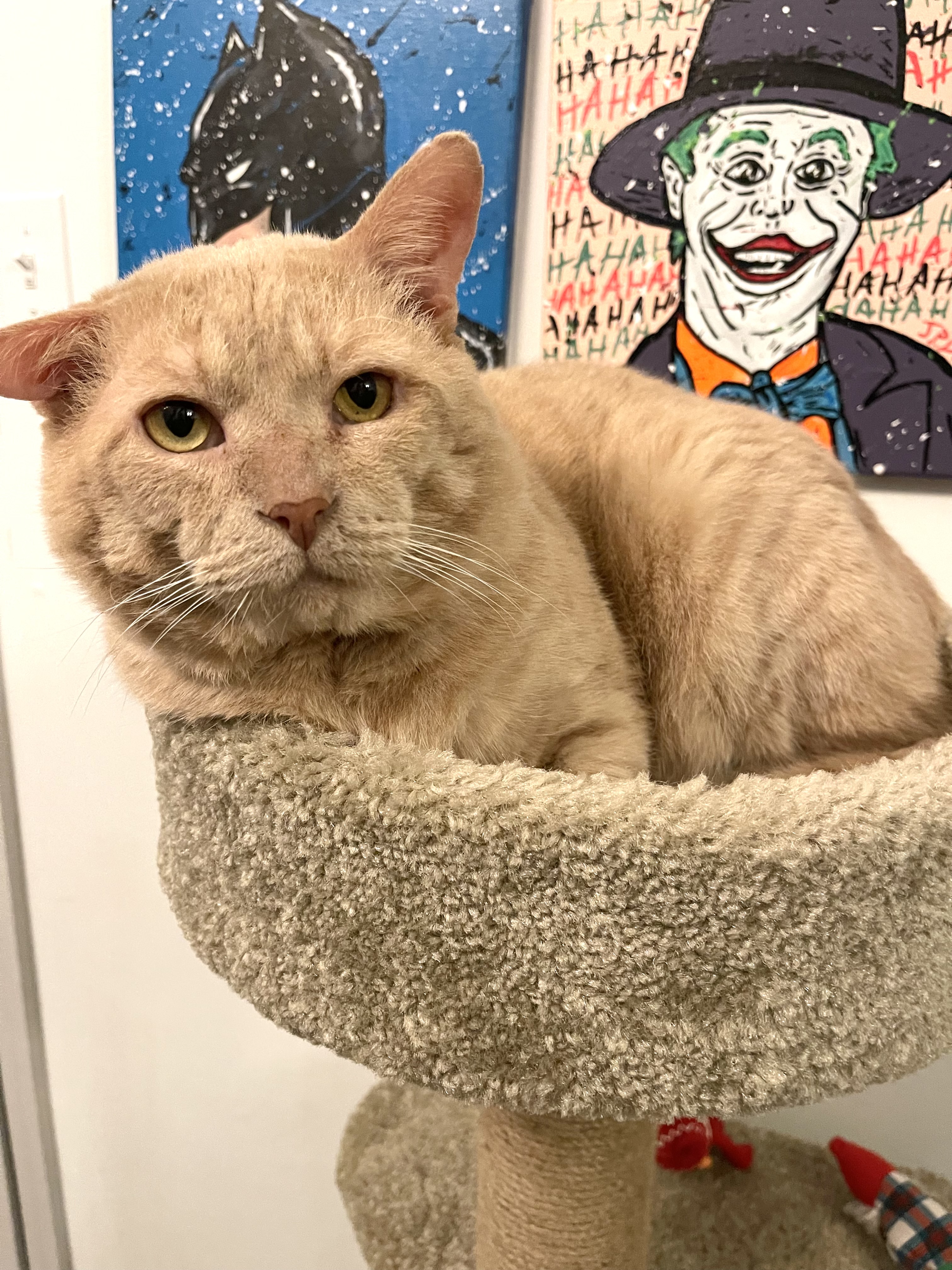 Amazon Cat Items